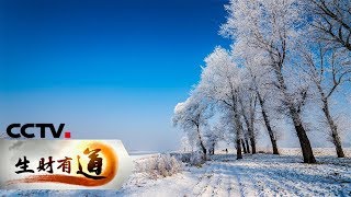 《生财有道》 冰雪经济系列：雾凇岛的冰雪财富 20190118 | CCTV财经