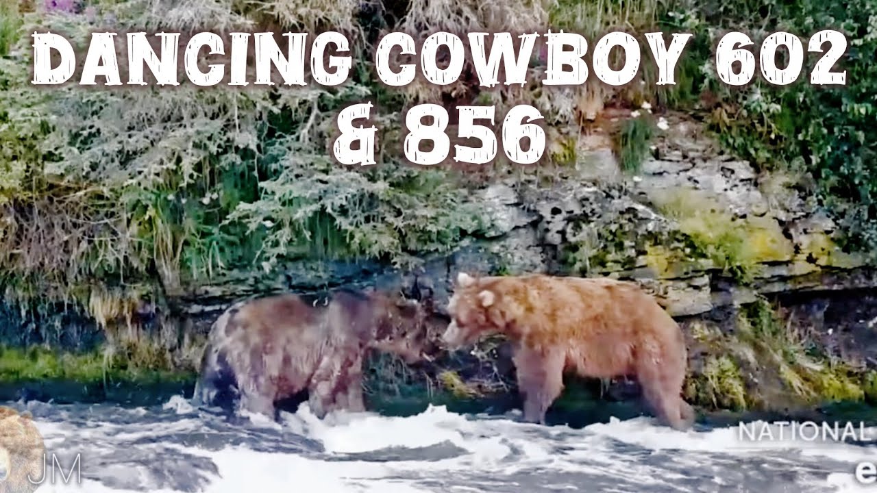 Dancing 602 & 856 ▪︎ Dominance Display ▪︎ 7/30/25 ▪︎ Katmai Bears ▪︎ Explore.org 