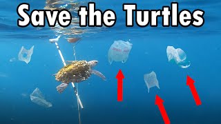 Saving Sea Turtles from Plastic Pollution #TEAMSEAS