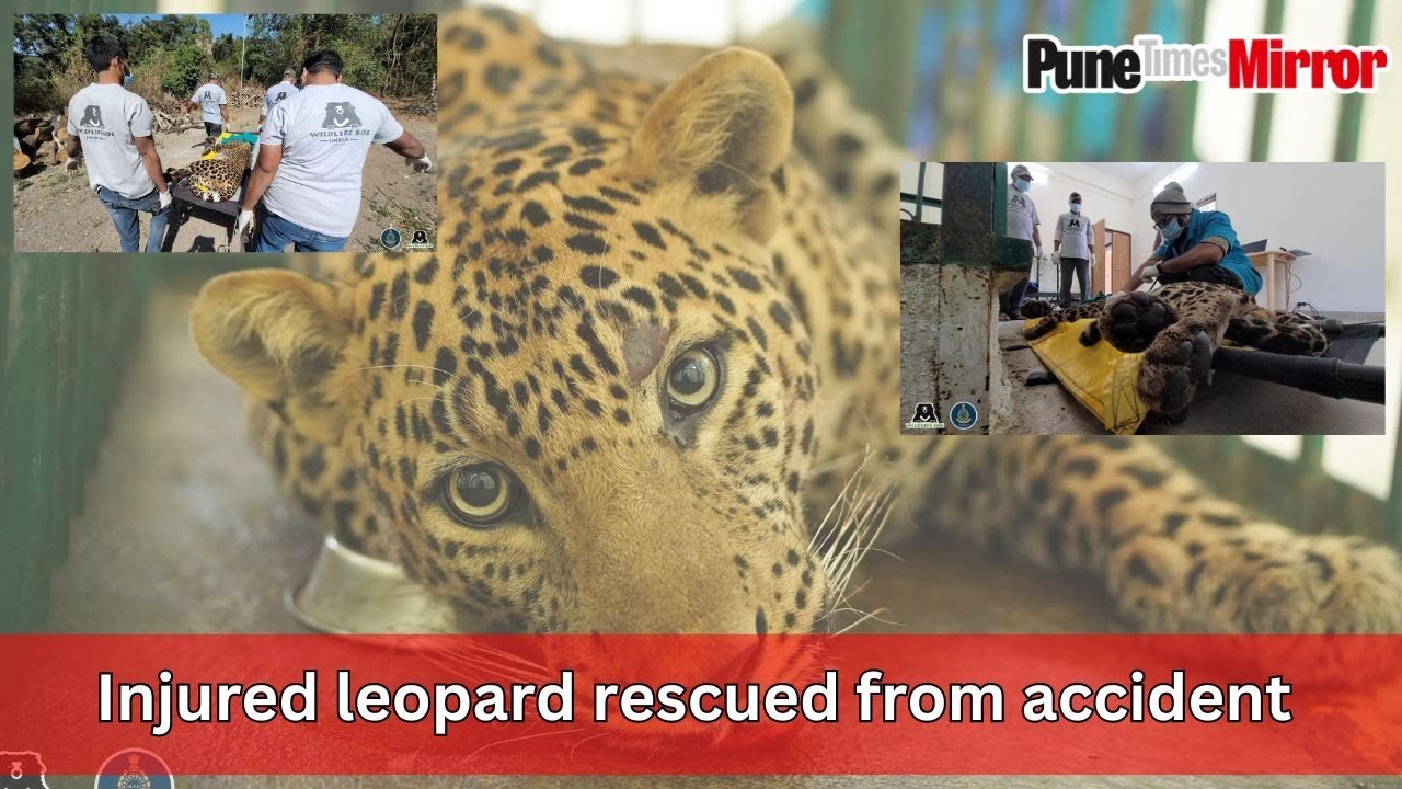 Pune Nashik Highway:  Injured leopard rescued from accident