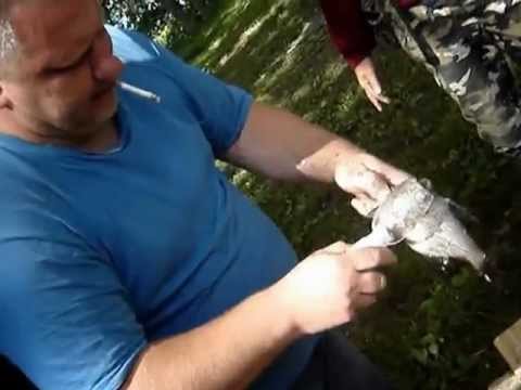 Blink Shrine silk Elektriskais zivju zvīņu tīrītājs - Kazarags.lv - YouTube