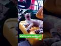 Misti’s Cute Reaction 😻🔥 | Funny Cat Moment #cat #shorts