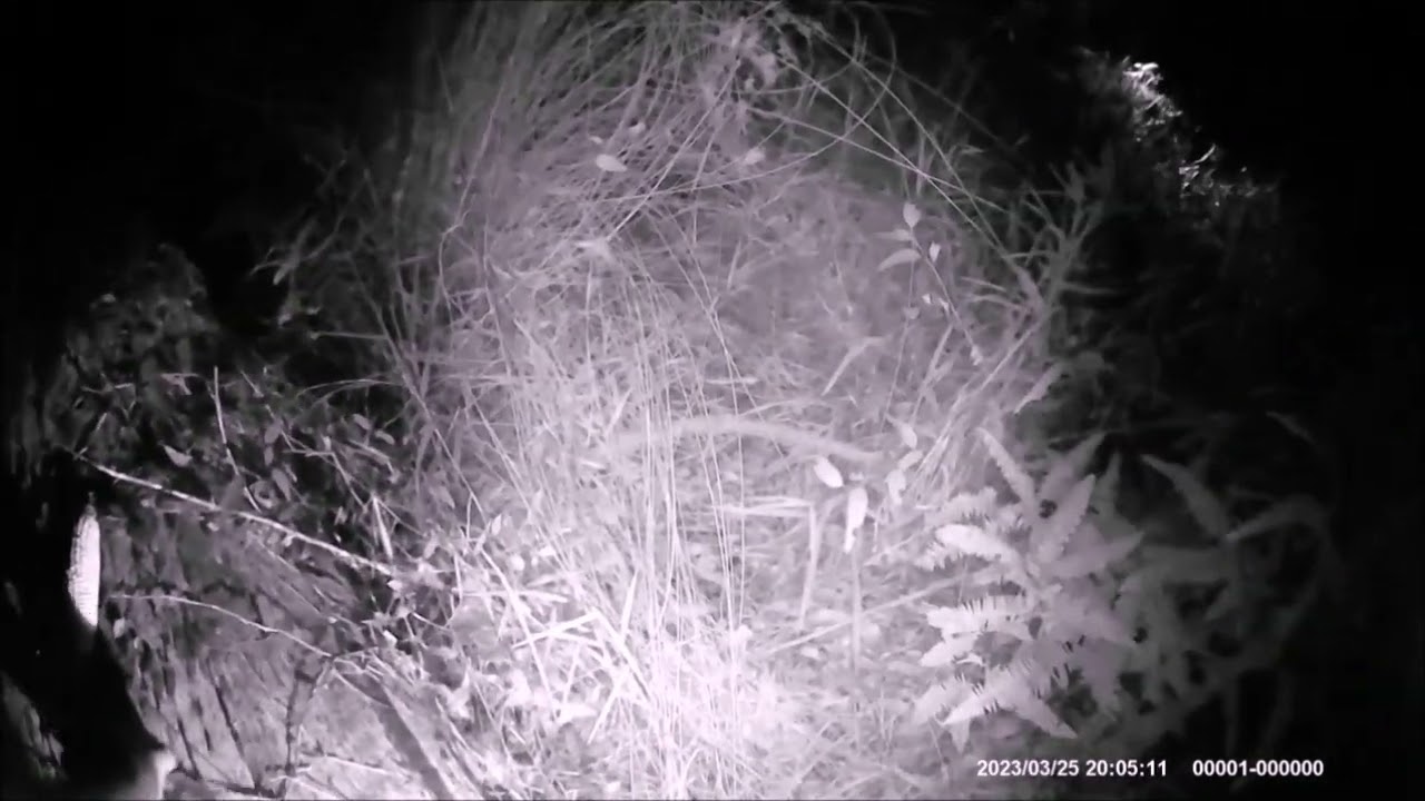 Hit by a stick I think (yowie,Junjudee - Bigfoot)