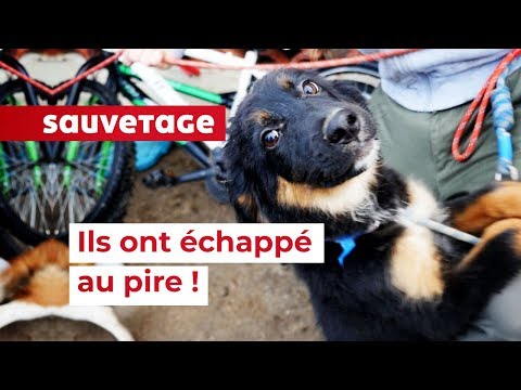 Sauvetage De 91 Animaux Dans Une Décharge à Ciel Ouvert