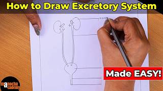 How to Draw Human Excretory System Easily