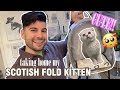 I got a SCOTTISH FOLD Kitten! Taking him home and kitten essentials! | Nas Ganev
