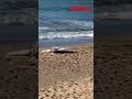 Bartın sahilinde gizemli İHA