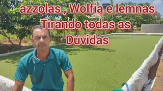 AZZOLAS , WOLFIA E LEMNAS , TIRANDO TODAS  AS DÚVIDAS DA ADUBAÇÃO E CUIDADOS .