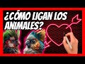 😻Los RITUALES de APAREAMIENTO más CURIOSOS del mundo animal✨