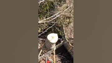 Hanger #stihl #chainsaw #husqvarna #gopro #arborist #rigging #climbing #tree #treeservice #ropes