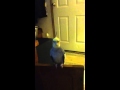 My Bird Lucy My Bird Lucy