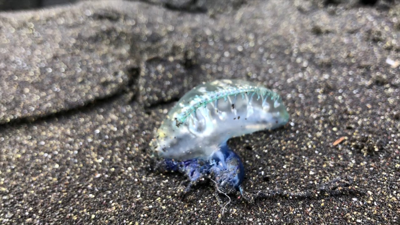 Big Island New Years 2021 Adventure YouTube