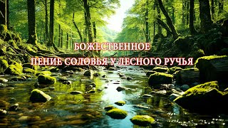 БОЖЕСТВЕННОЕ ПЕНИЕ СОЛОВЬЯ У ЛЕСНОГО РУЧЬЯ.ПЕНИЕ СНИМАЕТ ТРЕВОГУ,УБИРАЕТ ПЛОХОЕ НАСТРОЕНИЕ