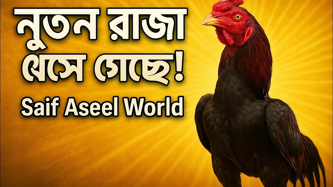 🔥 নতুন রাজা এসেছে! | Saif Aseel World এর নতুন অসাধারণ মোরগ | Aseel King Unveiled