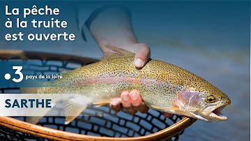 Où pêcher la truite dans la Sarthe ?