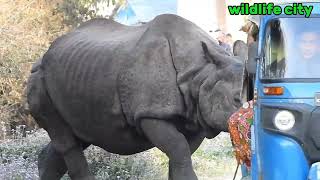 Rhino  | animal jungle | safaris | chitwan national park | wildlife by Safari Discovery  3,003 views 2 months ago 1 minute, 34 seconds