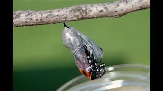 Our monarch butterflies finally hatched by The Trav'lers 103 views 5 years ago 5 minutes, 38 seconds