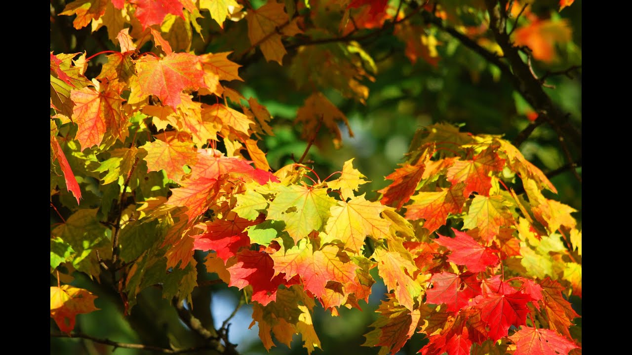 Fall Color - YouTube
