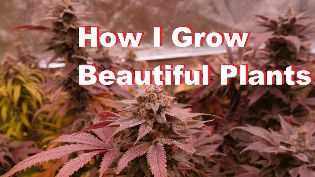 HOW I GET BEAUTIFUL FALL COLOURS IN MY LEGAL CANNABIS GARDEN - WEEK 7 TO 8 STEPWELL SOIL GROW
