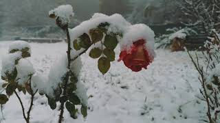 Winterrose ...