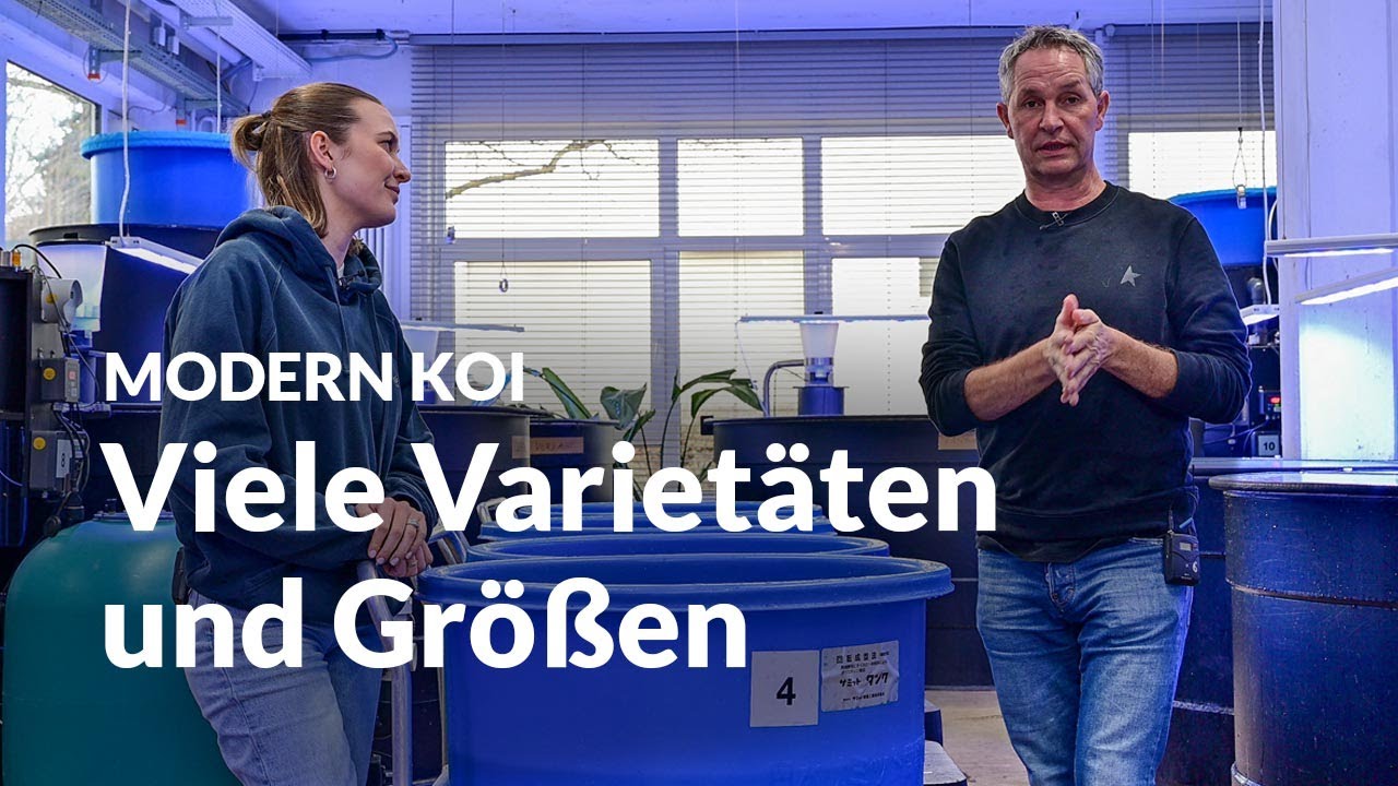 Konishi Koi News Neue Tosai in verschiedenen Varietäten und Größen