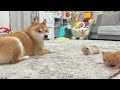 体力の限界が来て突っ伏してしまった子猫を心配してずっと寄り添ってくれる豆柴が優しすぎました...