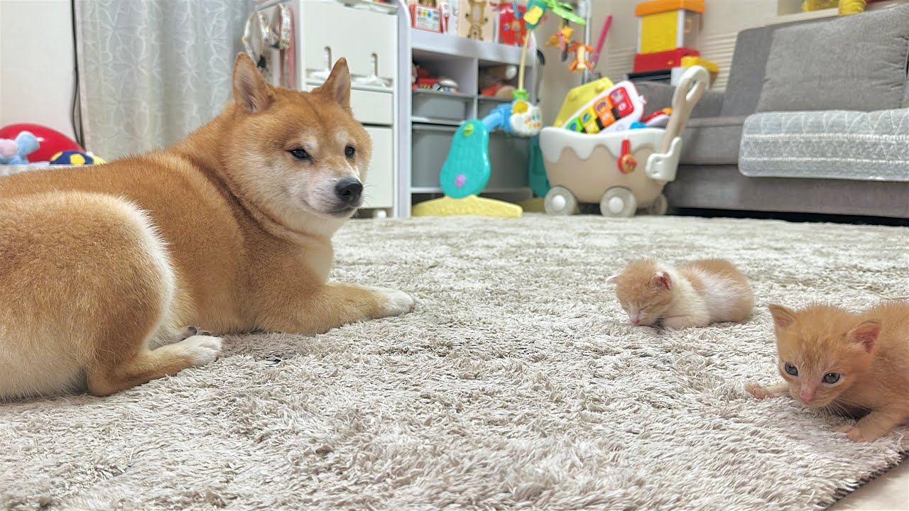 日本庭園にヒヨコと柴犬♪♪ 体力の限界が来て突っ伏してしまった子猫を心配してずっと寄り添って