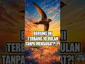 Burung Ini Terbang 10 Bulan Tanpa Pernah Mendarat! 😱