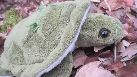 How the Turtle got its shell.m4v