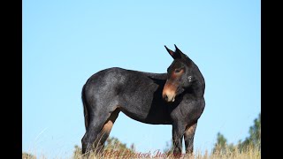 Modelo | 5 year old | Blue Roan | Molly Mule | 15.2 HH | 2024 Jake Clark Mule Days