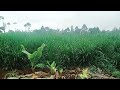 Planting Super Napier Grass For Better Cost Reduction In Production 