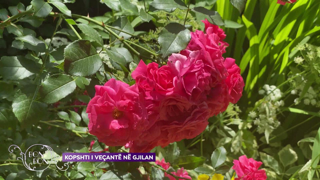 KOPSHTI I VEÇANTË NË GJILAN 07.07.2021
