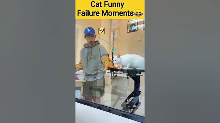 Video 10891381: funniest pets, cute cat, funny cat, kitten playing