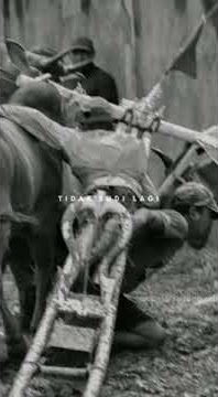 Download lagu story' wa kerapan sapi