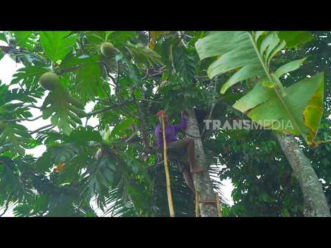 Proses Membuat Stik SUkun Yang Gurih Kriuk | JEJAK SI GUNDUL (18/09/26) P2