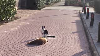 Relaxing Ragdoll cat and neighbors cat chilling Under the sun