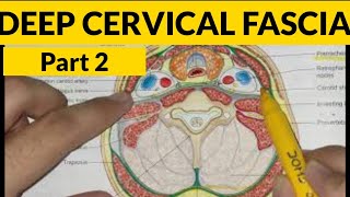 Deep Cervical Fascia - 2 | Pretracheal Fascia | Prevertebral Fascia | Carotid Sheath
