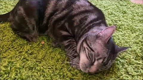 Beyond the Nip! Honeysuckle Scent Enrichment