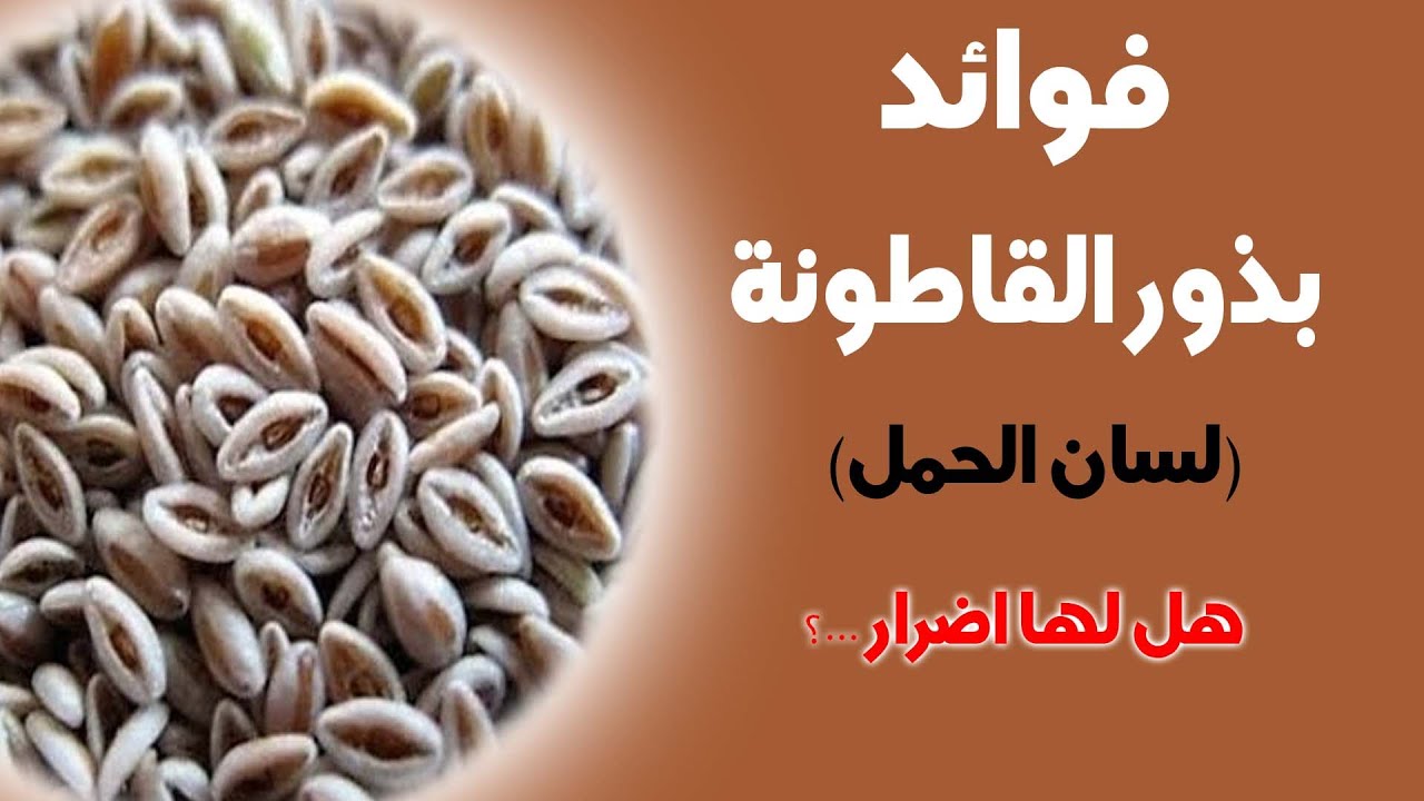 اهمية بذور  القاطونة  (لسان الحمل )