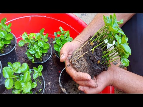 فيديو: هل يمكنك زراعة النرين من البذور؟
