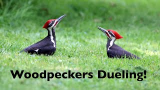 Pileated Woodpeckers Dueling! Seriously