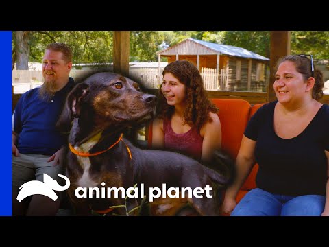 Pleagle the Dog Finds a Loving Home! | Pit Bulls & Parolees