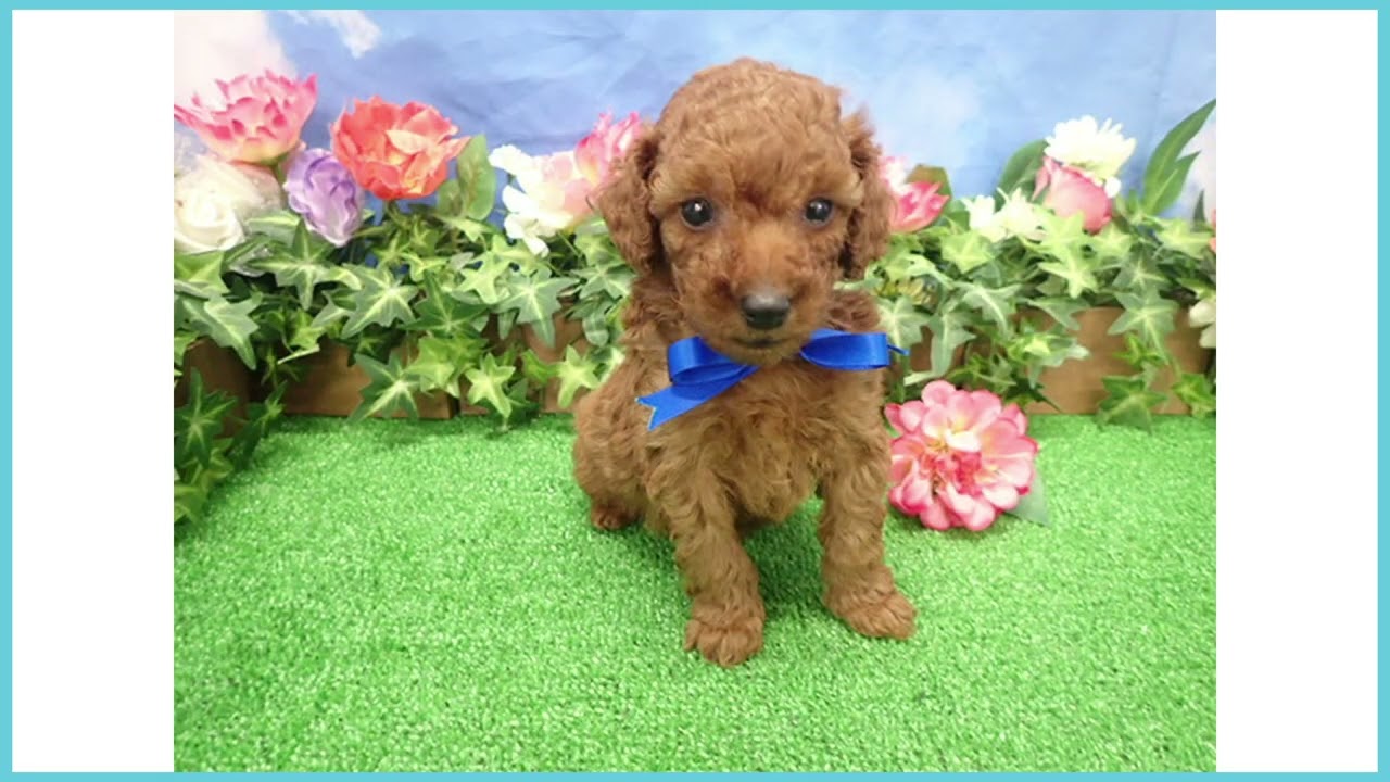 Coo&RIKU No.00745076 T・プードル - YouTube