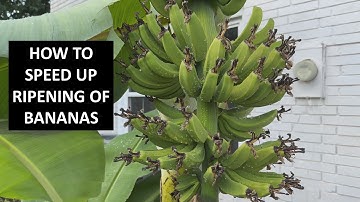 How to Speed Up Banana Ripening on Plant - Post Flower Pruning