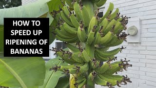 How to Speed Up Banana Ripening on Plant - Post Flower Pruning