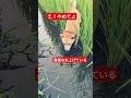 #王子＃柴犬#癒し#いぬ♯縄文柴犬#dog ♯田んぼの水#2024 .7.19