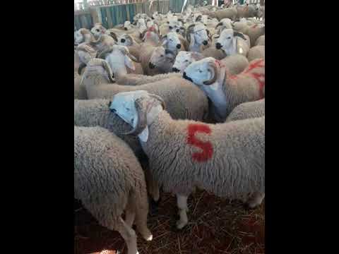 الخروف عيد الاضحى للبيع 5000 درهم