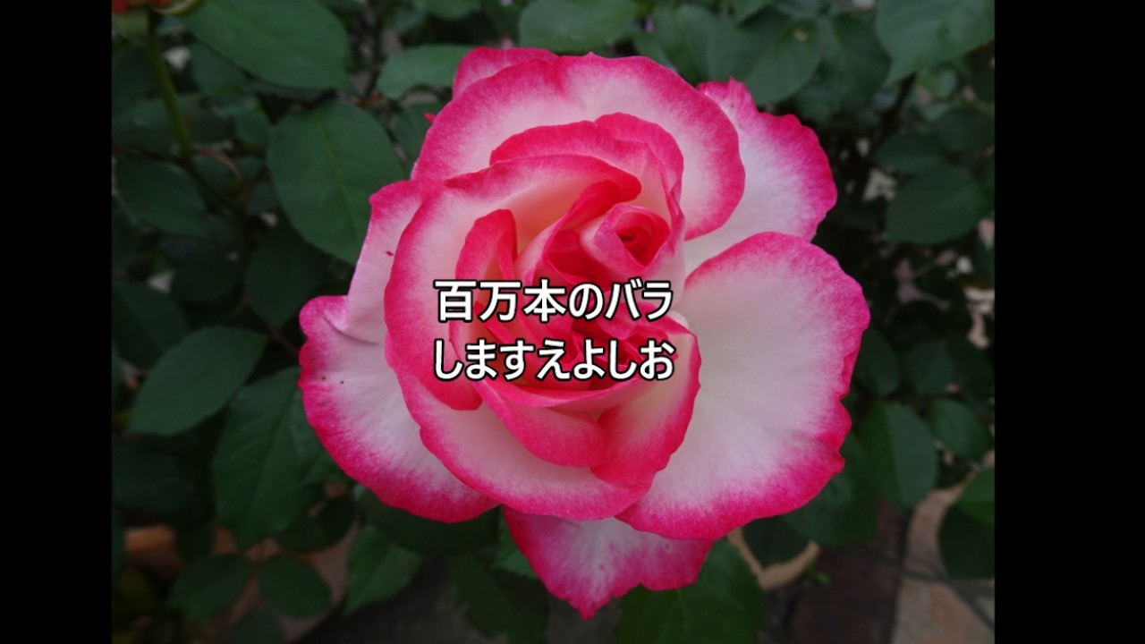 百万本のバラ / 歌 しますえよしお、訳詞 松山善三 - YouTube