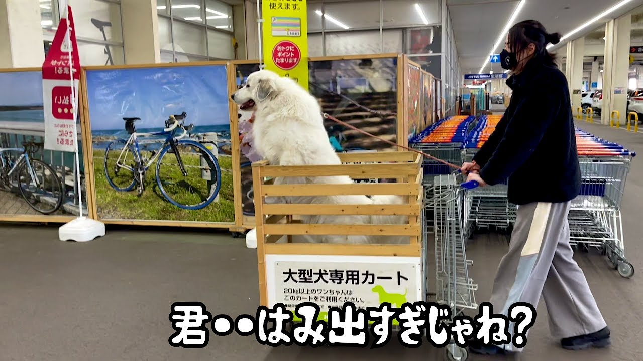 A super-sized dog that easily fits inside a large shopping cart