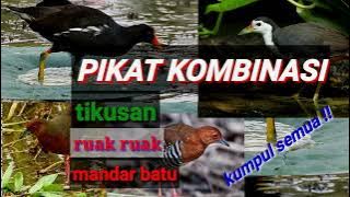 PIKAT KOMBINASI burung ruak ruak,mandar baru,tikusan merah/lurik langsung pada muncul .